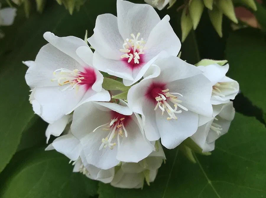 Dombeya burgessiae blume samen for anpflanzung - low maintenance, heirloom & gmo free samen for home garten
 
 sale samen for anpflanzung in home garten