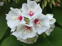 Dombeya burgessiae blume samen for anpflanzung - low maintenance, heirloom & gmo free samen for home garten
 
 sale samen for anpflanzung in home garten