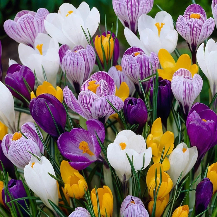Mixed colors crocus blume samen for anpflanzung - shade tolerant, heirloom & gmo free samen for home garten
 
 sale samen for home garten