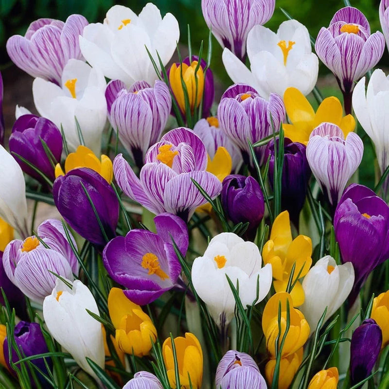 Mixed colors crocus blume samen for anpflanzung - shade tolerant, heirloom & gmo free samen for home garten
 
 sale samen for home garten
