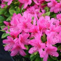 Azalea blume samen for anpflanzung garten favorite heirloom & gmo free samen for home garten 
 
 sale samen for home garten anpflanzung