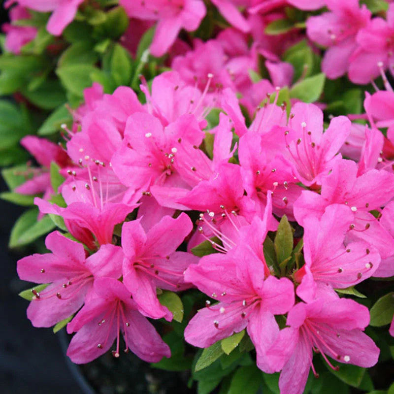 Azalea blume samen for anpflanzung garten favorite heirloom & gmo free samen for home garten 
 
 sale samen for home garten anpflanzung