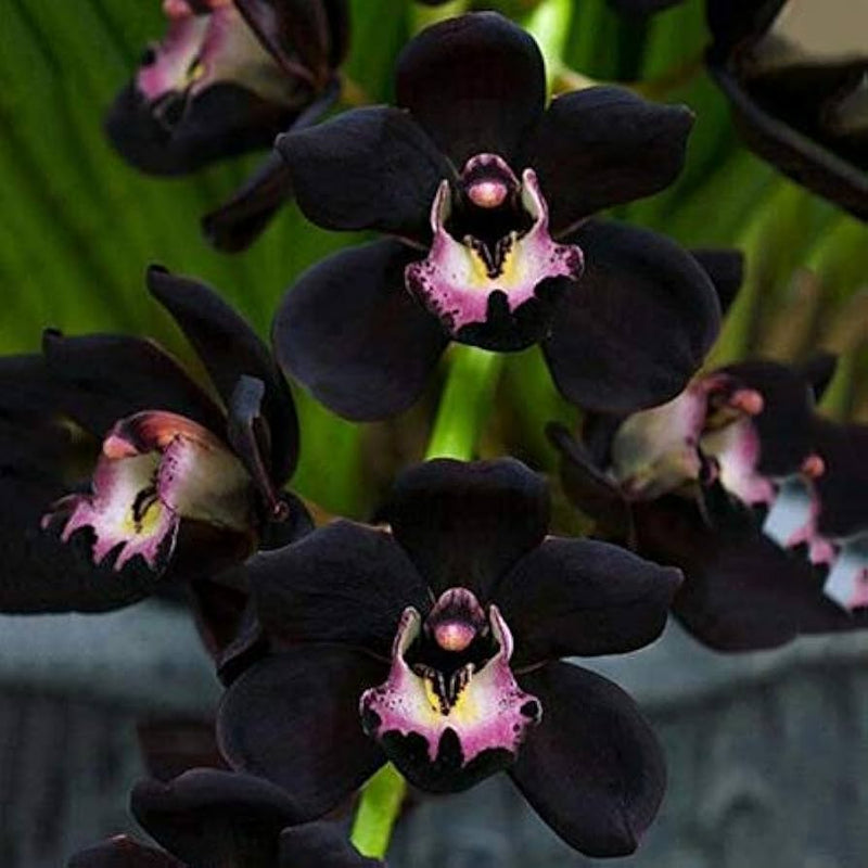 Schwarz phalaenopsis orchid blume samen for anpflanzung - garten favorite, heirloom & gmo free samen for home garten
 
 sale for anpflanzung in home garten