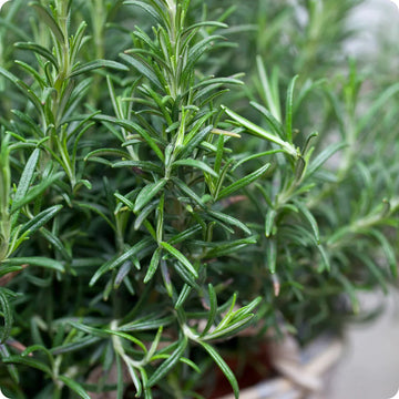 Rosemary samen blume samen for anpflanzung premium quality heirloom & gmo free samen for home garten 
 
 sale samen for home garten anpflanzung