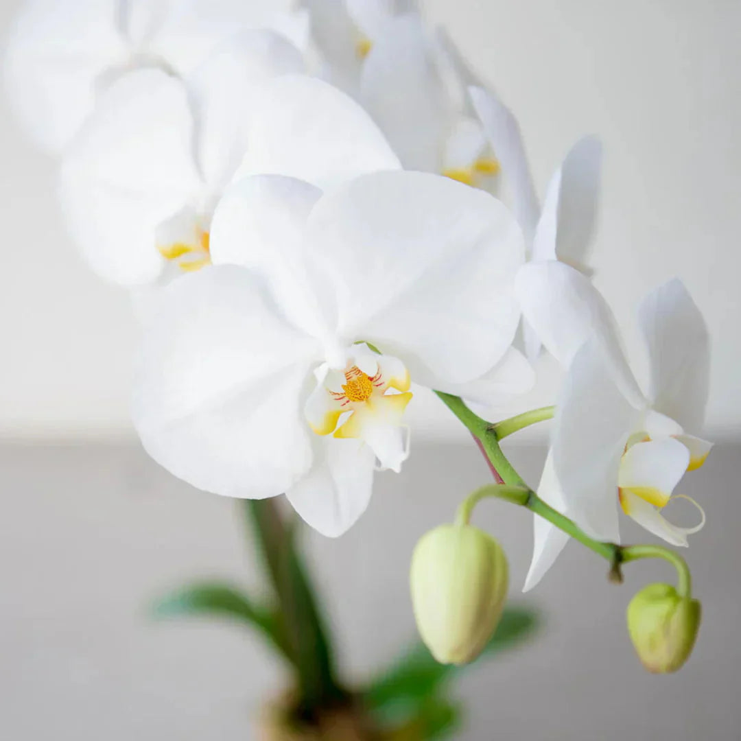 Gemischt Schmetterlingsorchidee Orchidee Blumensamen zur Aussaat saisonal Dauerblüher Traditionssorte & ohne Gentechnik Samen Hausgarten