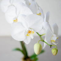Gemischt Schmetterlingsorchidee Orchidee Blumensamen zur Aussaat saisonal Dauerblüher Traditionssorte & ohne Gentechnik Samen Hausgarten