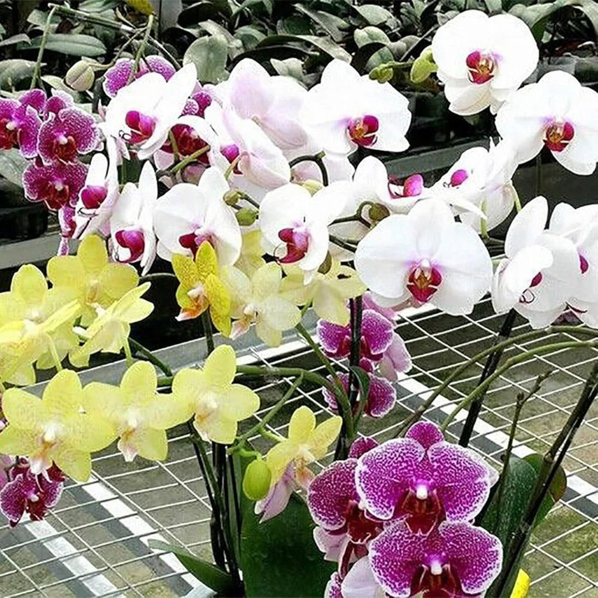 Gemischt Schmetterlingsorchidee Orchidee Blumensamen zur Aussaat Halbschatten verträglich Traditionssorte & ohne Gentechnik Samen Hausgarten