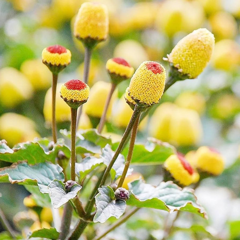 Spilanthes blume samen for anpflanzung seasonal bloomer heirloom & gmo free samen for home garten 
 
 sale samen for home garten anpflanzung