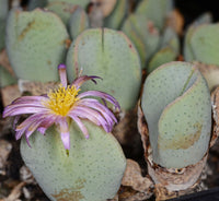 Grün conophytum ernianum blume samen for anpflanzung vibrant colors heirloom & gmo free samen for home garten
 
 sale samen for home garten anpflanzung