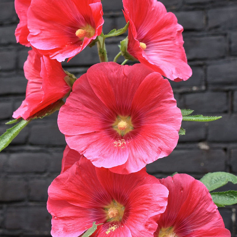 Rot hollyhock blume samen for anpflanzung - low maintenance, heirloom & gmo free samen for home garten
 
 sale for anpflanzung in home garten