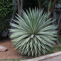 Grün agave angustifolia blume samen for anpflanzung perfect for borders heirloom & gmo free samen for home garten 
 
 sale samen for home garten anpflanzung
