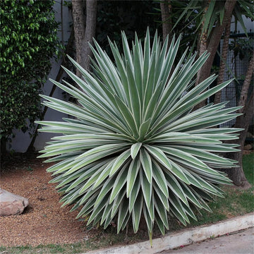 Grün agave angustifolia blume samen for anpflanzung perfect for borders heirloom & gmo free samen for home garten 
 
 sale samen for home garten anpflanzung