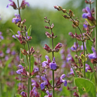Sage blume samen for anpflanzung hardy variety heirloom & gmo free samen for home garten 
 
 sale samen for home garten anpflanzung