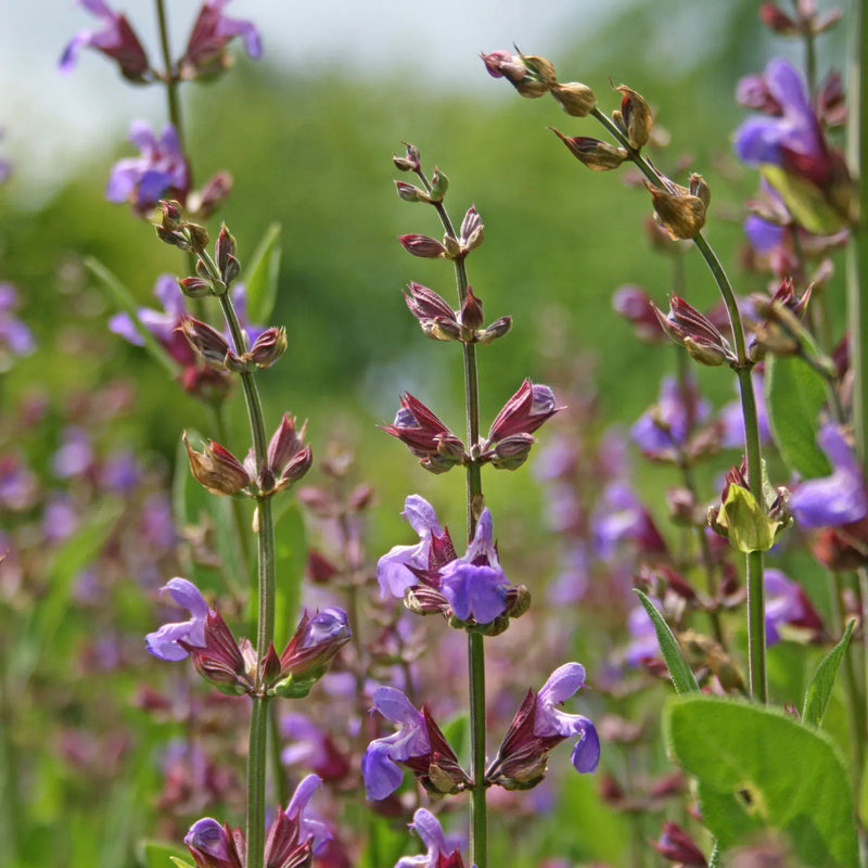 Sage blume samen for anpflanzung hardy variety heirloom & gmo free samen for home garten 
 
 sale samen for home garten anpflanzung