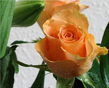 Light orange rose blume samen for anpflanzung - sun loving, heirloom & gmo free samen for home garten
 
 sale samen for home garten