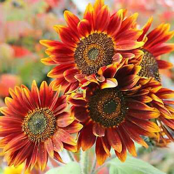 Orange rot sunflower samen for anpflanzung - fragrant blossoms, heirloom & gmo free samen for home garten
 
 sale samen for anpflanzung in home garten