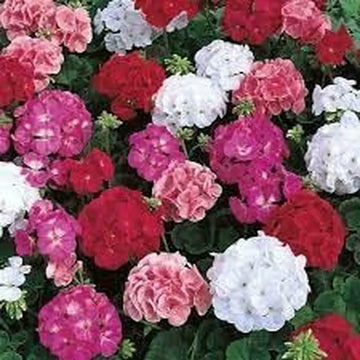 Mix geranium perennial blume samen for anpflanzung - seasonal bloomer, heirloom & gmo free samen for home garten
 
 sale samen for anpflanzung in home garten
