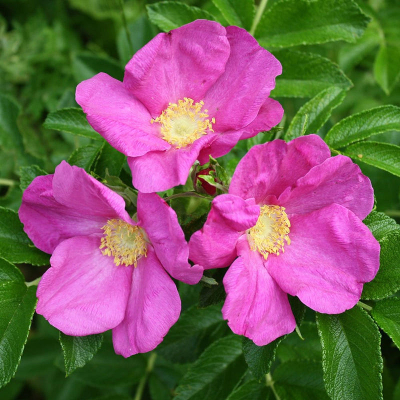 Rugosa blume samen for anpflanzung cottage garten essential heirloom & gmo free samen for home garten 
 
 sale for anpflanzung in home garten