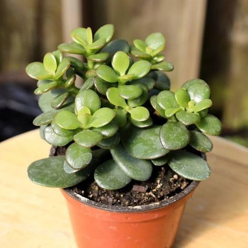 Crassula blume samen for anpflanzung fragrant blossoms heirloom & gmo free samen for home garten 
 
 sale samen for home garten anpflanzung