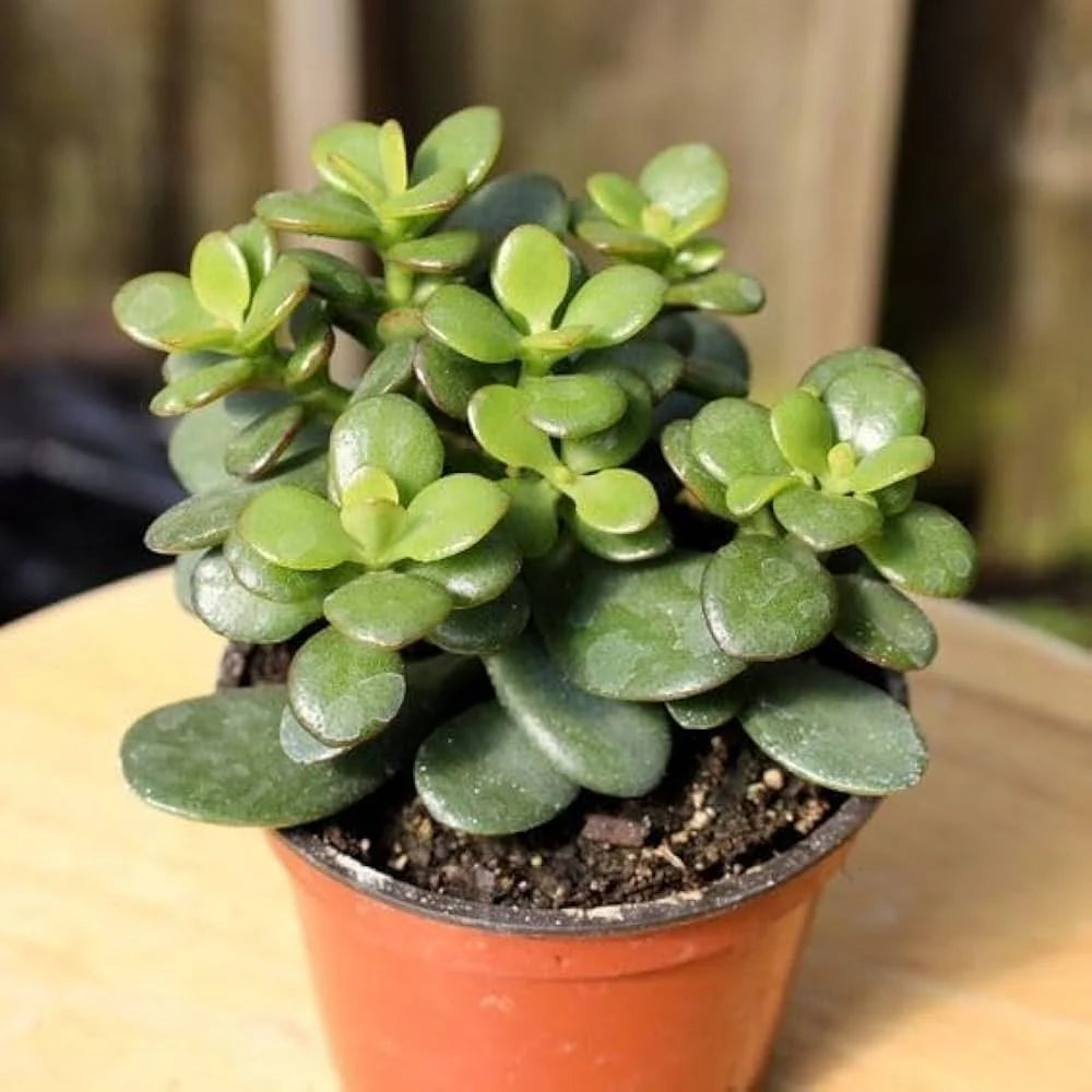 Crassula Blumensamen zur Aussaat – Drought verträglich – Traditionssorte & ohne Gentechnik Samen Hausgarten