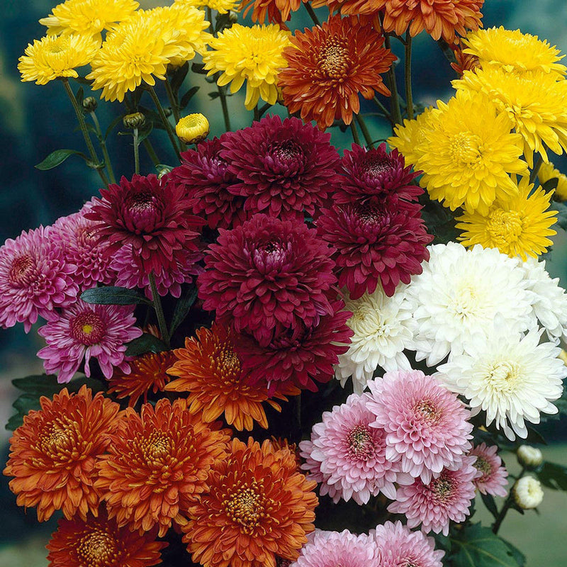 Chrysanthemum blume samen for anpflanzung shade tolerant heirloom & gmo free samen for home garten 
 
 sale samen for home garten anpflanzung