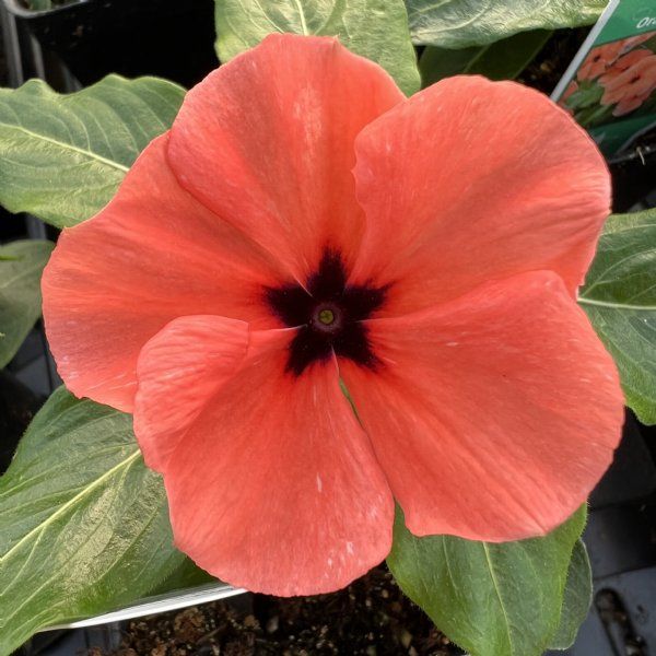 Periwinkle blume samen for anpflanzung drought tolerant heirloom & gmo free samen for home garten 
 
 sale samen for home garten anpflanzung