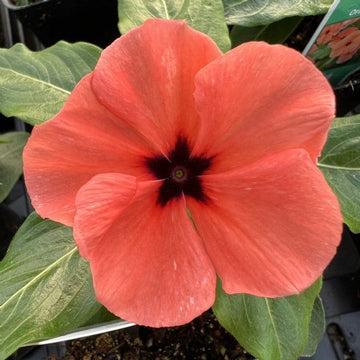 Periwinkle blume samen for anpflanzung drought tolerant heirloom & gmo free samen for home garten 
 
 sale samen for home garten anpflanzung