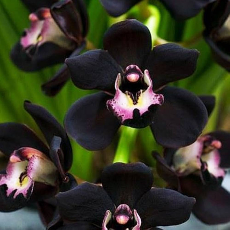 Schwarz cymbidium faberi blume samen for anpflanzung garten favorite heirloom & gmo free samen for home garten 
 
 sale samen for home garten anpflanzung