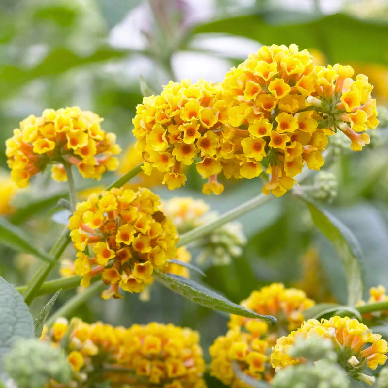 Buddleia blume samen for anpflanzung seasonal bloomer heirloom & gmo free samen for home garten 
 
 sale samen for home garten anpflanzung