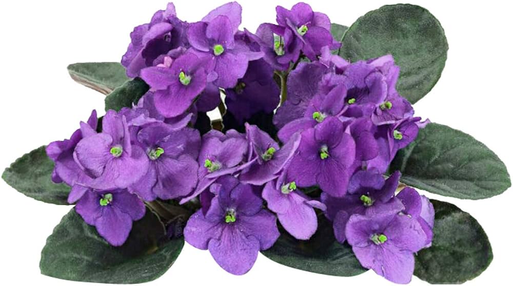 Lila weiß african violet blume samen for anpflanzung - colorful display, heirloom & gmo free samen for home garten
 
 sale samen for anpflanzung in home garten