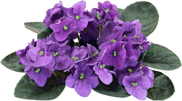 Lila weiß african violet blume samen for anpflanzung - colorful display, heirloom & gmo free samen for home garten
 
 sale samen for anpflanzung in home garten