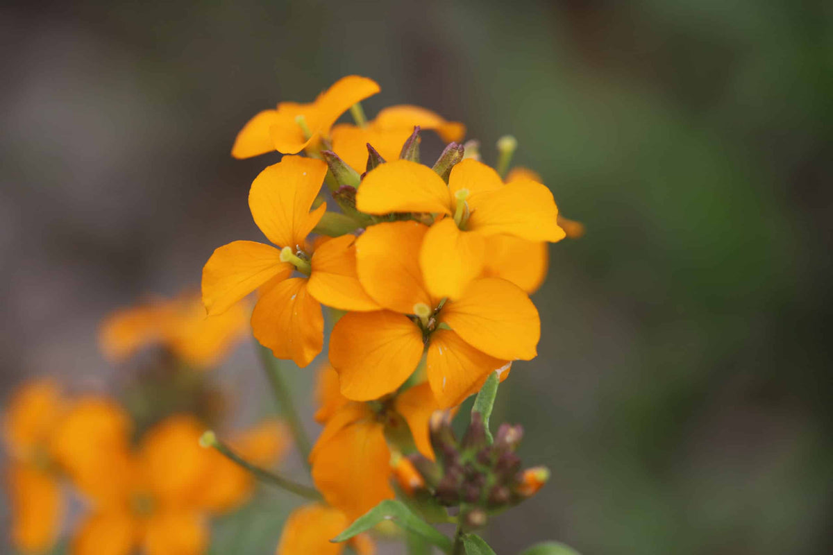 Orange erysimum aliionii blume samen for anpflanzung - premium quality, heirloom & gmo free samen for home garten
 
 sale samen for anpflanzung in home garten
