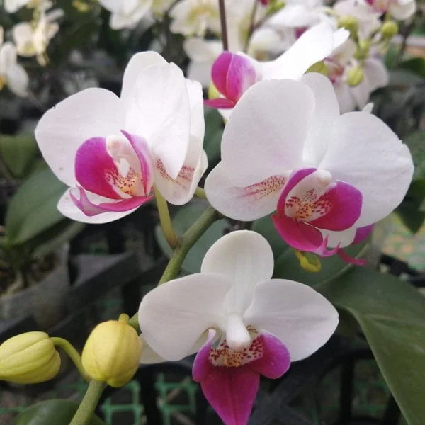 Phalaenopsis orchids blumen anpflanzung blume samen for anpflanzung long bloom season heirloom & gmo free samen for home garten 
 
 sale for anpflanzung in home garten