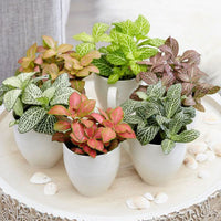 Mix fittonia nerve blume samen for anpflanzung cut blume favorite heirloom & gmo free samen for home garten 
 
 sale samen for home garten anpflanzung