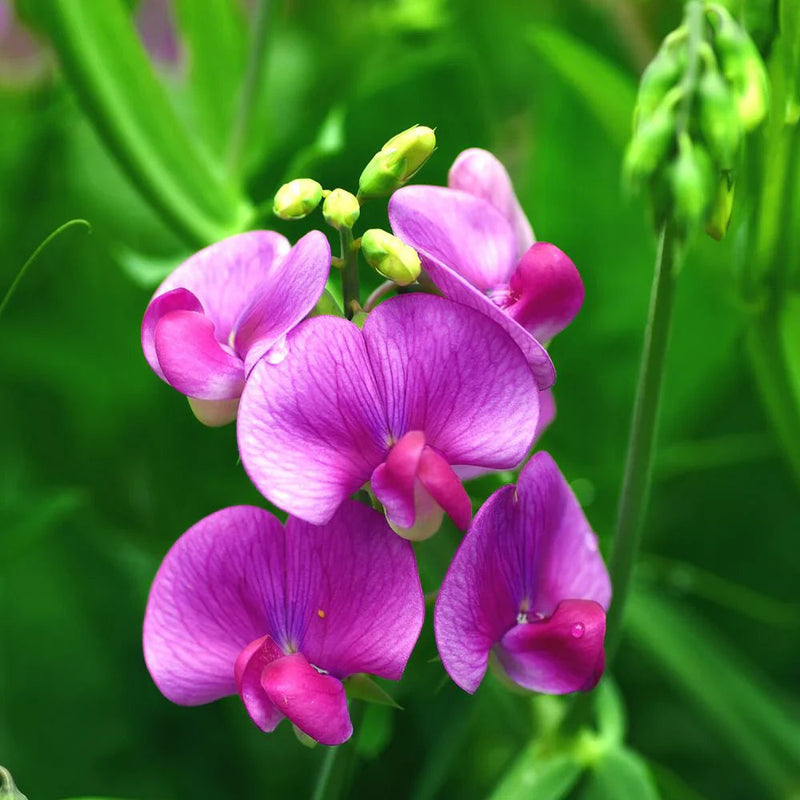 Sweet peas blume samen for anpflanzung - long bloom season, heirloom & gmo free samen for home garten
 
 sale samen for anpflanzung in home garten