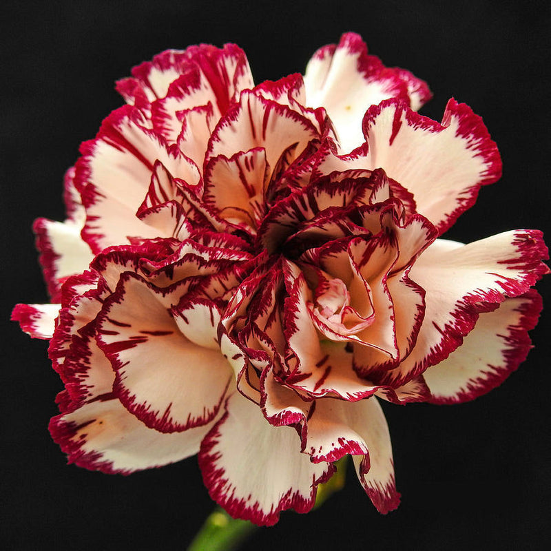 Rot cream carnation blume samen for anpflanzung bright blooms heirloom & gmo free samen for home garten
sale samen for home garten anpflanzung