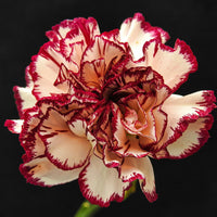 Rot cream carnation blume samen for anpflanzung bright blooms heirloom & gmo free samen for home garten
 
 sale samen for home garten anpflanzung