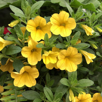 Gelb calibrachoa blume samen for anpflanzung garten favorite heirloom & gmo free samen for home garten 
 
 sale samen for home garten anpflanzung