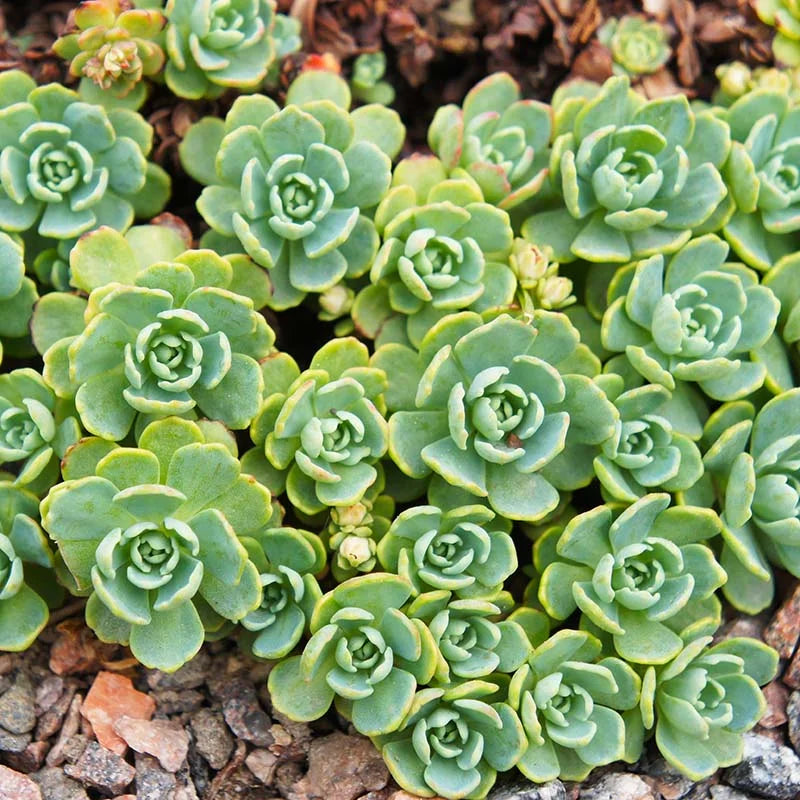 Grün cliff stonecrop blume samen for anpflanzung - easy to grow, heirloom & gmo free samen for home garten
 
 sale samen for home garten
