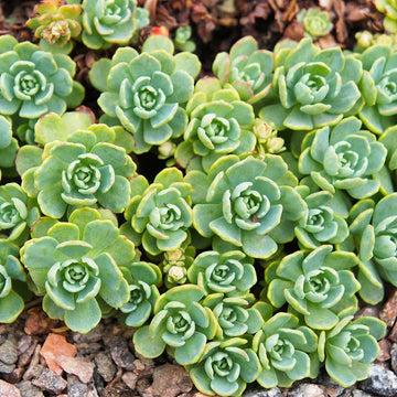 Grün cliff stonecrop blume samen for anpflanzung - easy to grow, heirloom & gmo free samen for home garten
 
 sale samen for home garten