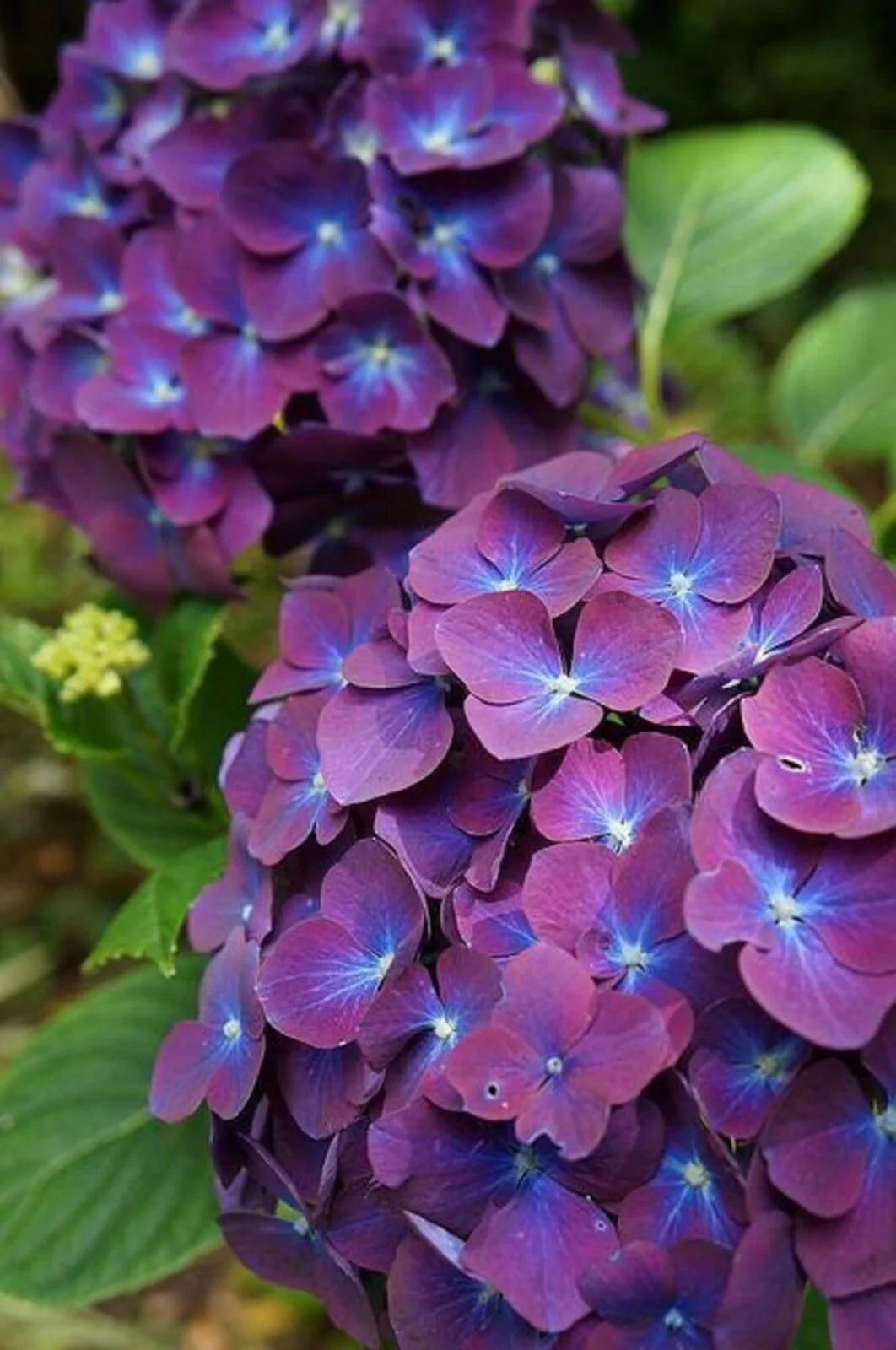 Lila & dark blau hydrangea blume samen for anpflanzung - shade tolerant, heirloom & gmo free samen for home garten
 
 sale samen for anpflanzung in home garten