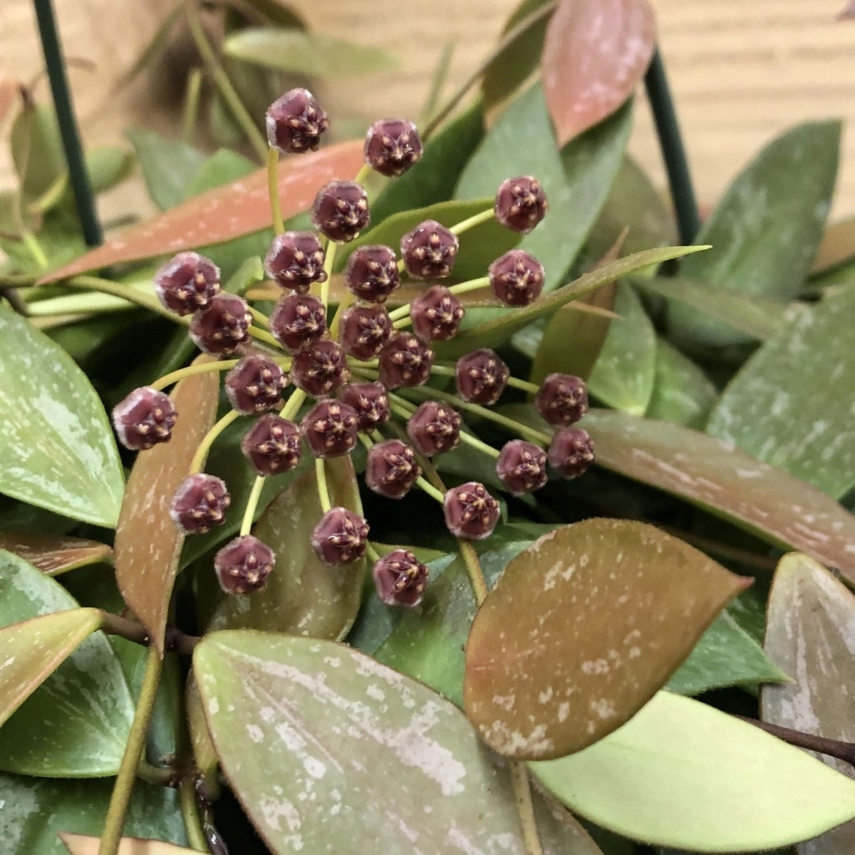 Hoya gracilis blume samen for anpflanzung drought tolerant heirloom & gmo free samen for home garten 
 
 sale samen for home garten anpflanzung