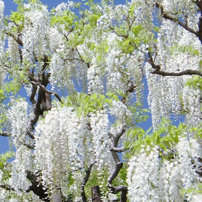Weiß wisteria blume samen for anpflanzung - cottage garten essential, heirloom & gmo free samen for home garten
 
 sale samen for home garten