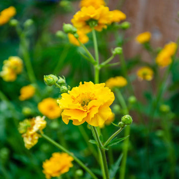 Lady stratheden blume samen for anpflanzung premium quality heirloom & gmo free samen for home garten 
 
 sale for anpflanzung in home garten