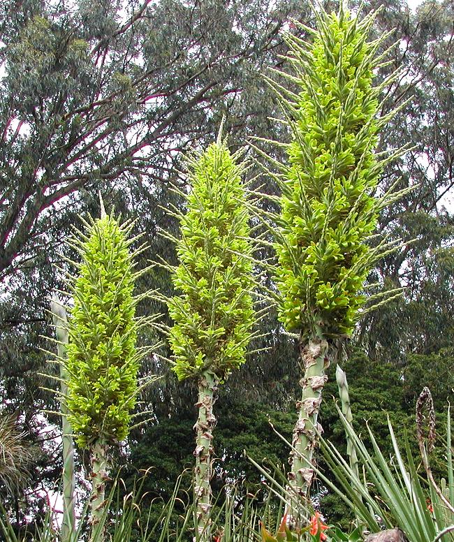 Puya blume samen for anpflanzung compact growth heirloom & gmo free samen for home garten 
 
 sale for anpflanzung in home garten