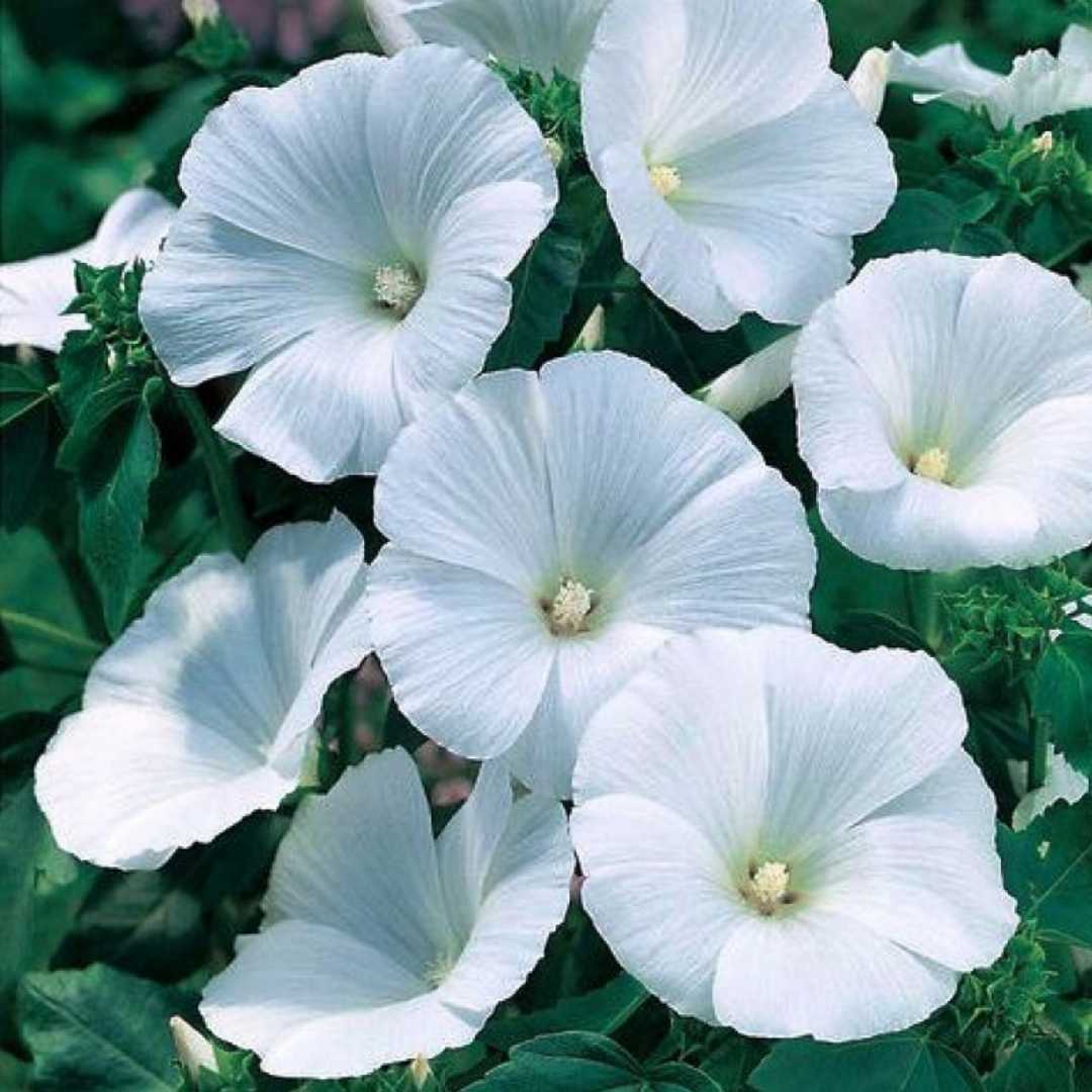Weiß pansy blume samen for anpflanzung wildflower mix heirloom & gmo free samen for home garten
 
 sale samen for home garten anpflanzung
