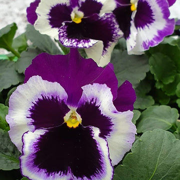 Lila weiß pansy blume samen for anpflanzung wildflower mix heirloom & gmo free samen for home garten 
 
 sale samen for home garten anpflanzung