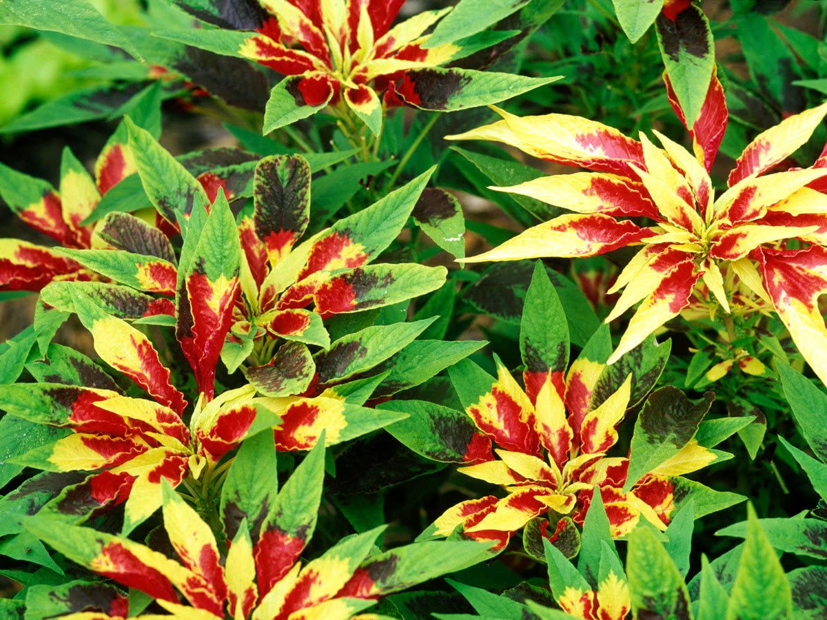 Rot gelb poinsettia blume samen for anpflanzung - premium quality, heirloom & gmo free samen for home garten
 
 sale samen for anpflanzung in home garten