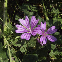 Mauve blume samen for anpflanzung perfect for borders heirloom & gmo free samen for home garten 
 
 sale samen for home garten anpflanzung
