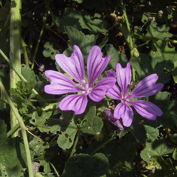 Mauve blume samen for anpflanzung perfect for borders heirloom & gmo free samen for home garten 
 
 sale samen for home garten anpflanzung